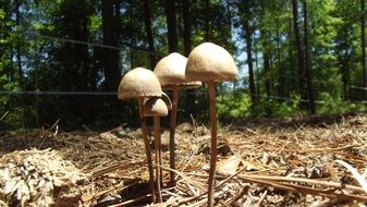 poisonous mushrooms on thin legs in the forest