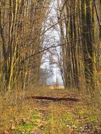 mid spring forest