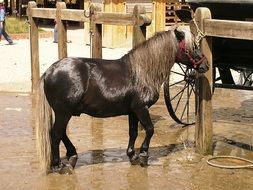 horse pony nature farm countryside