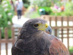bird of prey close-up