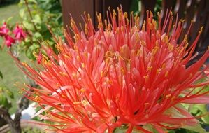 red flower with pollen