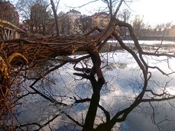 crooked tree on the shore of a reservoir in Stockholm