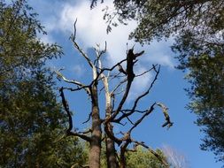 gnarled tree forest