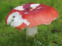 toxic mushroom on green grass close-up on blurred background