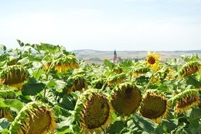 large sunflower buds with seeds on the field