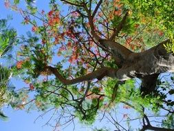 tree with green leaves and red berries
