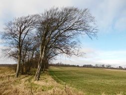 Landscape of trees on a field