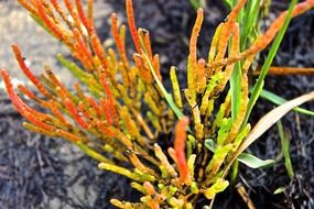 colorful orange-yellow beach plant