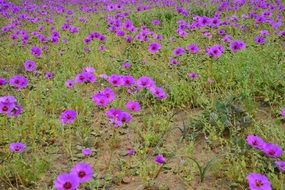 geranium flowering in desert