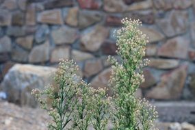 Beautiful, green and yellow flowers near the rocks