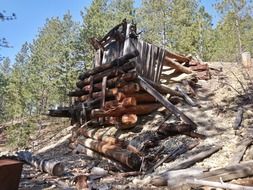logs in the forest in the okanagon valley