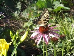 butterfly on echinacea flower