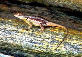 lizard on the trunk of a fallen tree