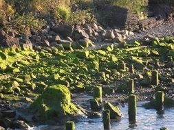 coastal stones in green moss
