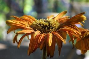 orange daisy closeup