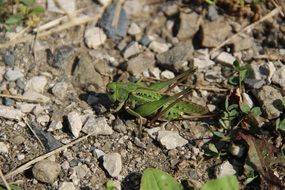 grasshopper on the ground