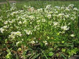 extraordinary beautiful shadflower