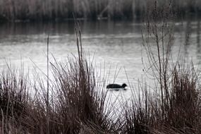 duck swims on the ravine lake