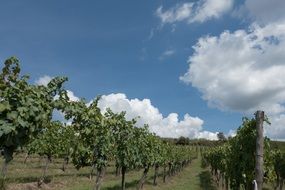 winegrowing in Tuscany in Italy