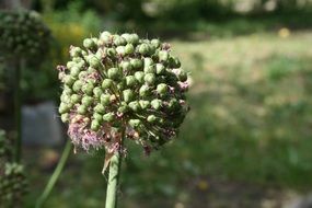 unusually beautiful weed bud
