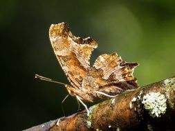 polygonia butterfly on branch on a blurred background