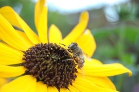 fly on a yellow flower