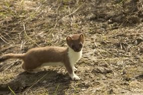 short tailed weasel, small Carnivorous animal