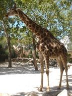 spotted giraffe in captivity