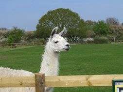 portrait of white llama in the paddock