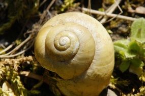 empty snail shell close-up on blurred background