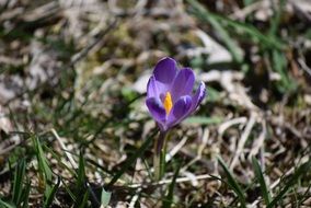 purple spring flower in the forest