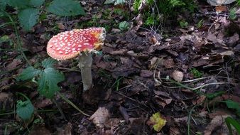 moss fliegenpilz forest mushrooms