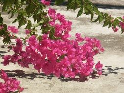 pink flowers on a bush in a park