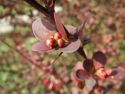 berberis, barberry inflorescence with buds