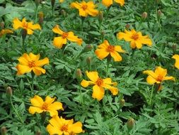 picture of the yellow plants in a field