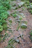 tree roots on the ground in the forest