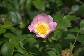 Brian flower blossom