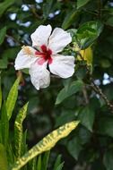 white hibiscus flower in the garden