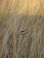 butterfly on dry grass