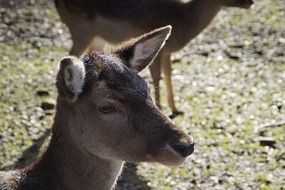 photo of muzzle of roe deer