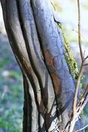 hornbeam in the forest close up