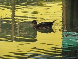 duck tranquil swimm
