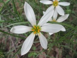 white park flower with yellow middle