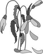 Wilted flower clipart