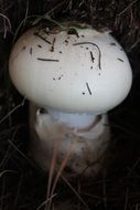 white mushroom in soil