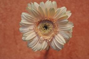 gorgeous garden plant
