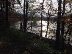 dense forest on coast of waldsee lake at evening, germany