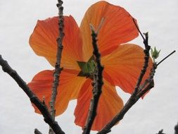 red hibiscus flower on a branch