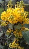 yellow bloom of the wild plants