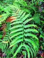 bright green leaves of a forest fern